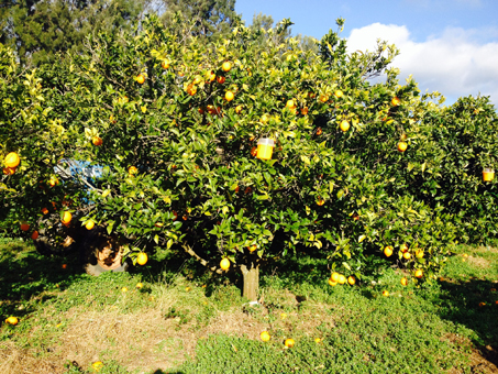 CUEILLETTE ORANGES 2016 04